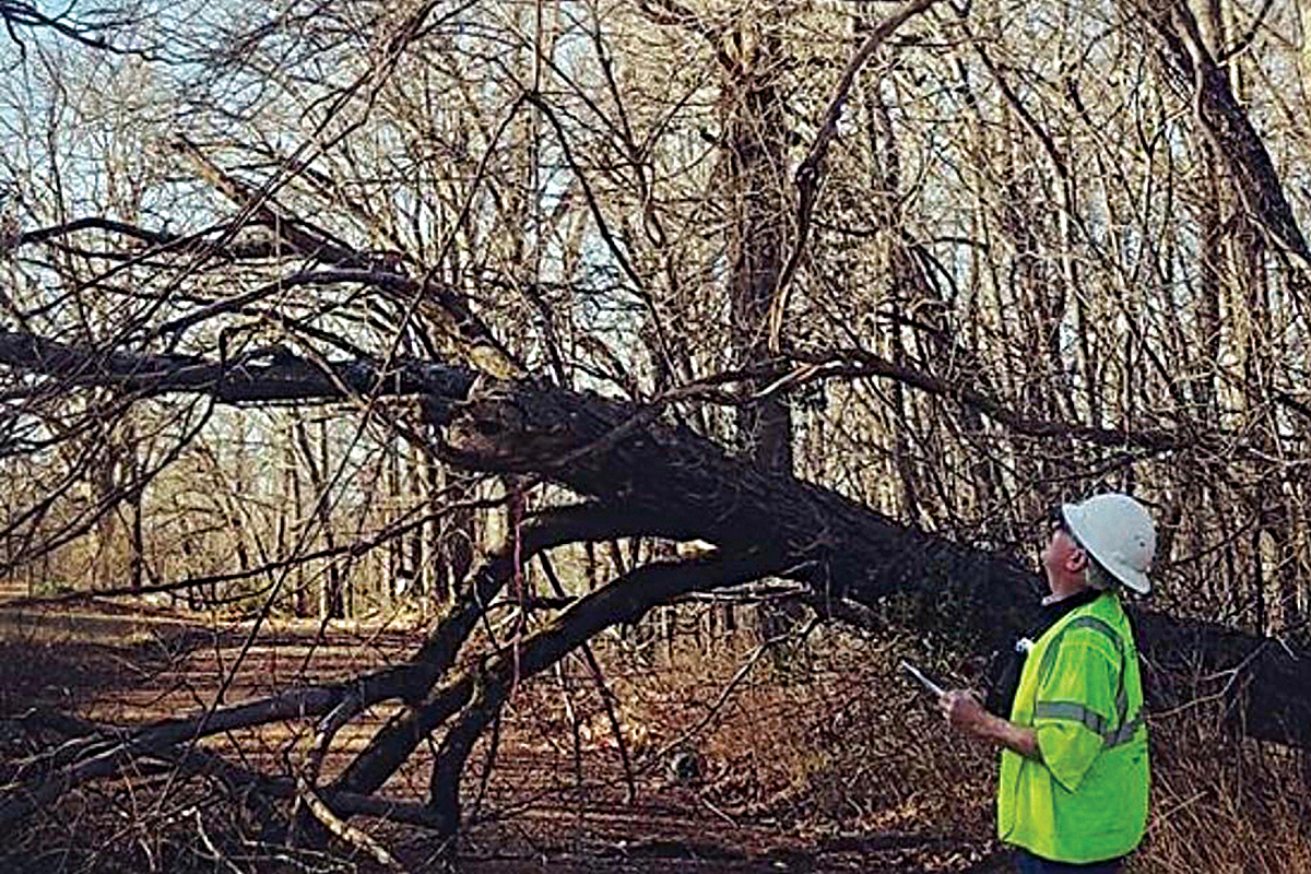 Wireguard at a downed tree and line.